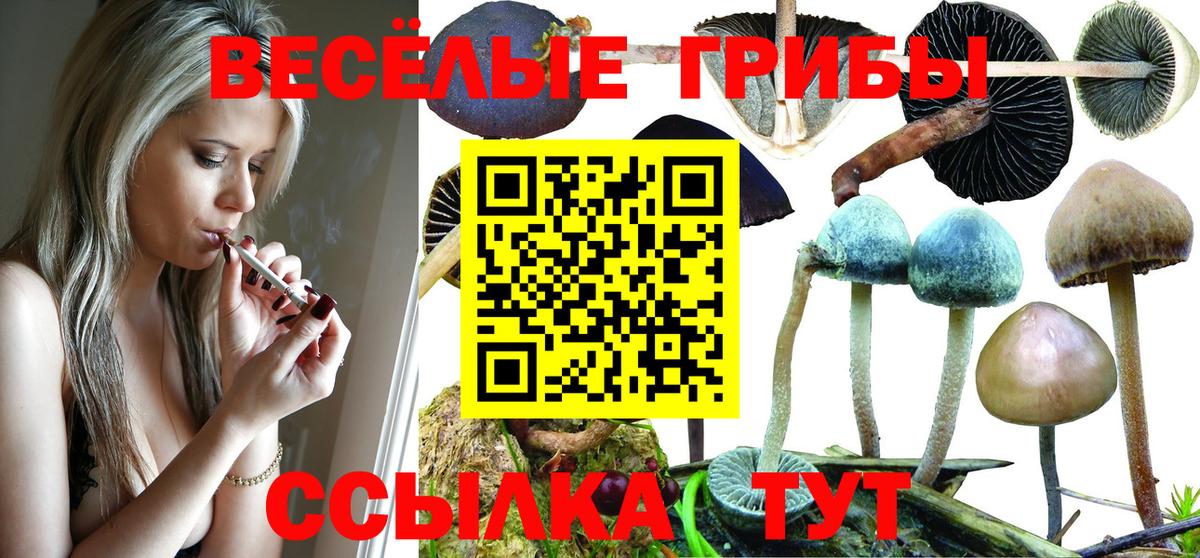 Вязники  Галлюциногенные грибы Psilocybine cubensis  Вход с VPN 